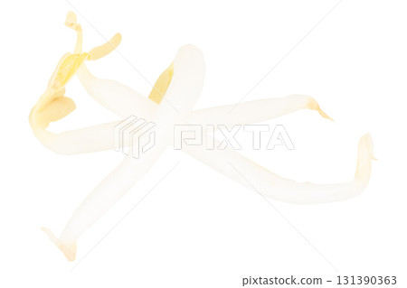 Pile of Bean Sprouts on White Background Pile of Bean Sprouts on White Background 131390363
