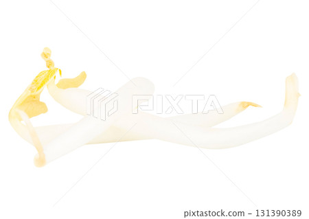 Pile of Bean Sprouts on White Background 131390389