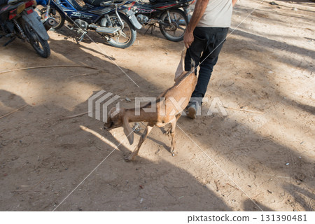 Cage with hens at Douz livestock market, Tunisia. Unrecognizable peopleck market, Tunisia 131390481