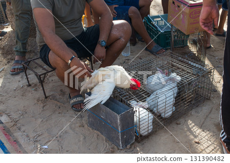 Cage with hens at Douz livestock market, Tunisia. Unrecognizable peopleck market, Tunisia 131390482