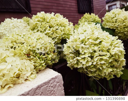 hydrangea flower 131390898