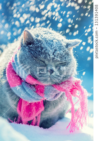 A blue British shorthair cat wearing a knitted scarf sits outdoors in the snow during a snowfall. Vertical banner A blue British shorthair cat wearing a knitted scarf sits outdoors in the snow during a snowfall. Vertical banner 131391408