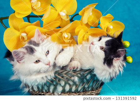 Two funny little kittens lying in a basket with yellow artificial Phalaenopsis Orchid flowers on a blue background 131391592
