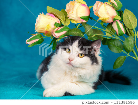 Funny little black and white kitten lies on a blue blanket with artificial roses Funny little black and white kitten lies on a blue blanket with artificial roses 131391596
