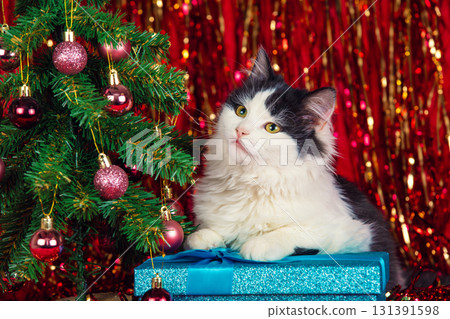 Black and white kitten lies near decorated Christmas tree with blue gift box on red blanket 131391598