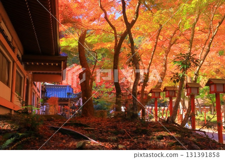 Autumn leaves in the grounds of Hiyoshi Taisha Shrine (Otsu City, Shiga Prefecture) Autumn leaves in the grounds of Hiyoshi Taisha Shrine (Otsu City, Shiga Prefecture) 131391858