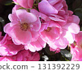 Pink flowers 131392229