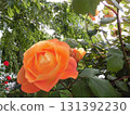 Rose of Orange 131392230