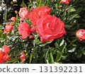 Roses proud 131392231