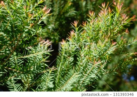 Melaleuca bracteata macro leaves small world Melaleuca bracteata macro leaves small world 131393346
