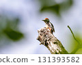 Middle spotted woodpecker (Dendrocopos medius) sitting in a tree trunk Middle spotted woodpecker (Dendrocopos medius) sitting in a tree trunk 131393582