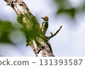 Middle spotted woodpecker (Dendrocopos medius) sitting in a tree trunk Middle spotted woodpecker (Dendrocopos medius) sitting in a tree trunk 131393587