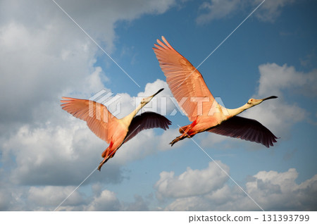 swans fly in sky swans fly in sky 131393799