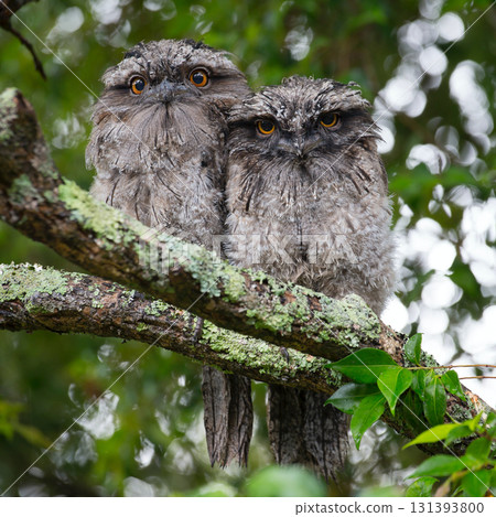 owl on a branch owl on a branch 131393800