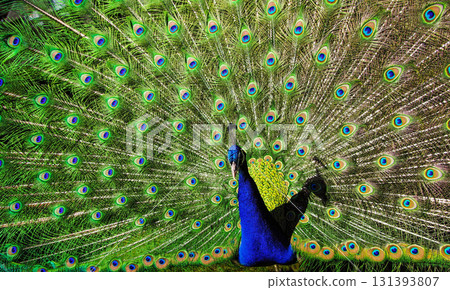 beautiful peacock in nature beautiful peacock in nature 131393807