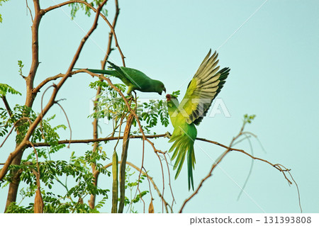 bird on tree in a nest 131393808