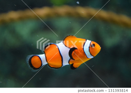 funny clown fish in the water 131393814