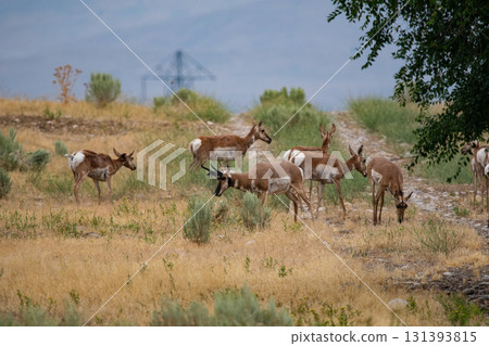 herd of cows grazing in the meadow 131393815