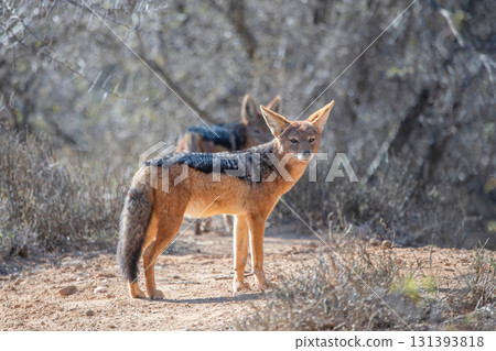 red fox lying down on the ground red fox lying down on the ground 131393818
