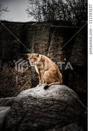 white lioness in winter forest 131393837