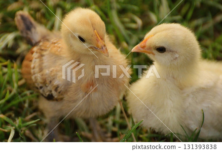little cute chicks in the grass little cute chicks in the grass 131393838