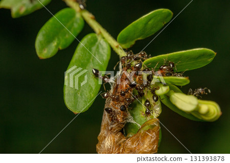 beetle on the branch 131393878