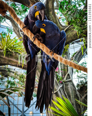 parrot in a jungle parrot in a jungle 131393881