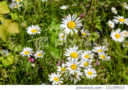 Wild flowers of Fraser Valley, BC, Canada Wild flowers of Fraser Valley, BC, Canada 131394015