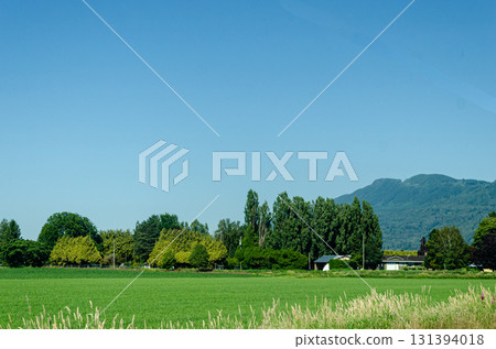Agricultural farms in Chilliwack, Fraser Valley, BC, Canada 131394018