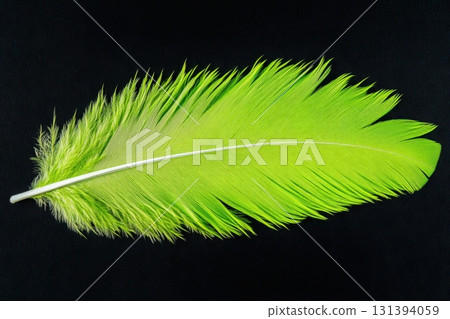 Green feather fan gracefully rests on luxurious black velvet background, showcasing its vibrant color and delicate texture under soft lighting 131394059