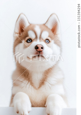 Beautiful Siberian husky with soft gray fur and striking blue eyes sits gracefully on a snowy field beneath a pale sky during wintertime Beautiful Siberian husky with soft gray fur and striking blue eyes sits gracefully on a snowy field beneath a pale sky during wintertime 131394294