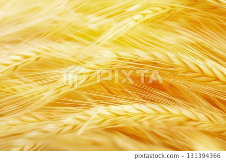 Golden wheat sways gently in the warm breeze of a sunlit field during late summer harvest season 131394366