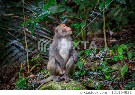 What the Formosan macaque looks like in its wild habitat 131394921