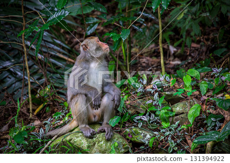 What the Formosan macaque looks like in its wild habitat What the Formosan macaque looks like in its wild habitat 131394922