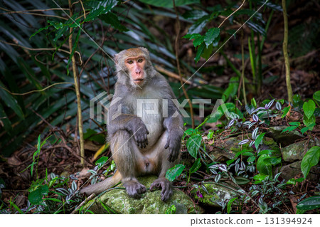 台灣獼猴在野外棲息地的樣貌 台灣獼猴在野外棲息地的樣貌 131394924