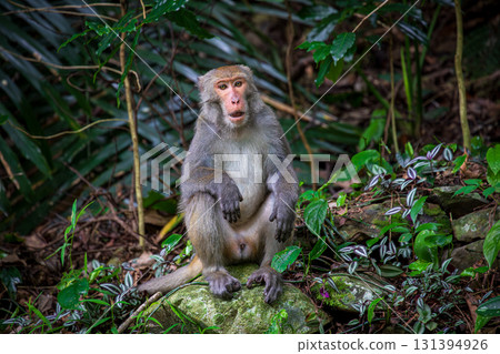 台灣獼猴在野外棲息地的樣貌 131394926