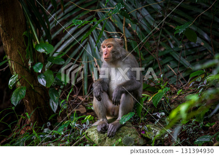 What the Formosan macaque looks like in its wild habitat What the Formosan macaque looks like in its wild habitat 131394930