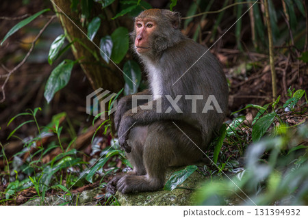 台灣獼猴在野外棲息地的樣貌 台灣獼猴在野外棲息地的樣貌 131394932