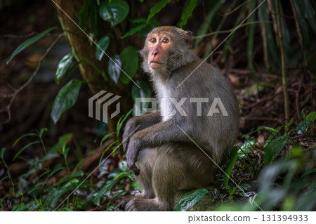 What the Formosan macaque looks like in its wild habitat 131394933