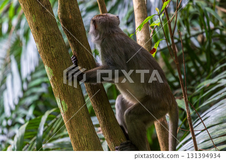 What the Formosan macaque looks like in its wild habitat What the Formosan macaque looks like in its wild habitat 131394934