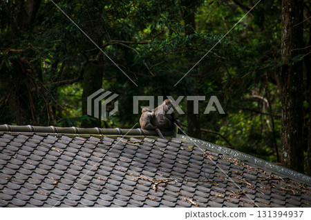 台灣獼猴在野外棲息地的樣貌 131394937