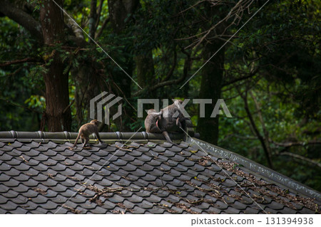 台灣獼猴在野外棲息地的樣貌 131394938
