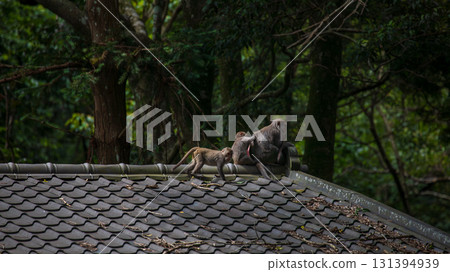 What the Formosan macaque looks like in its wild habitat 131394939