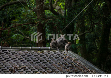 台灣獼猴在野外棲息地的樣貌 131394941