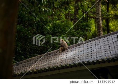 What the Formosan macaque looks like in its wild habitat 131394942