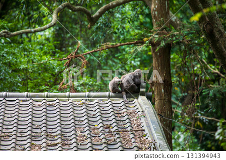 台灣獼猴在野外棲息地的樣貌 131394943