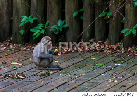 台灣獼猴在野外棲息地的樣貌 131394948