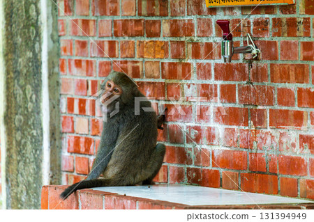 台灣獼猴在野外棲息地的樣貌 131394949