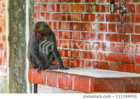台灣獼猴在野外棲息地的樣貌 131394950
