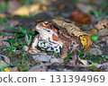 Azuma toad 131394969